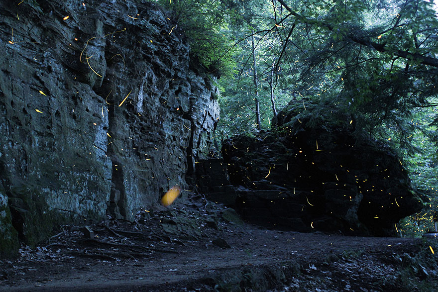 fireflies-time-lapse-photography-vincent-brady-7