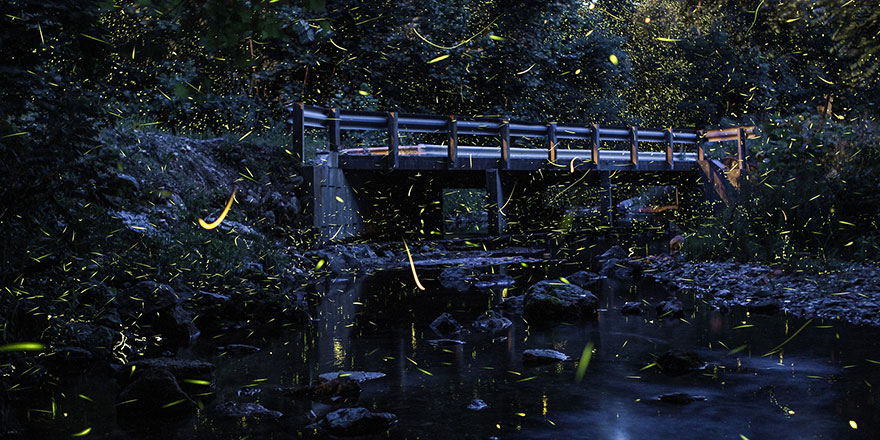 fireflies-time-lapse-photography-vincent-brady-8