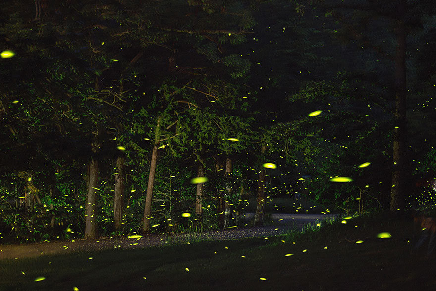 fireflies-time-lapse-photography-vincent-brady-9