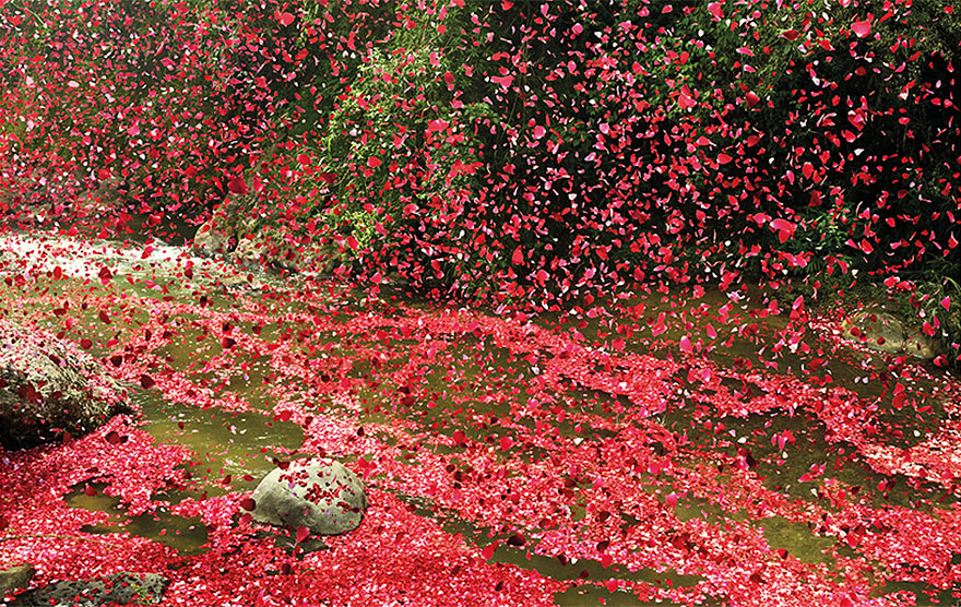 8 Million Flower Petals Rain Down On A Village In Costa Rica
