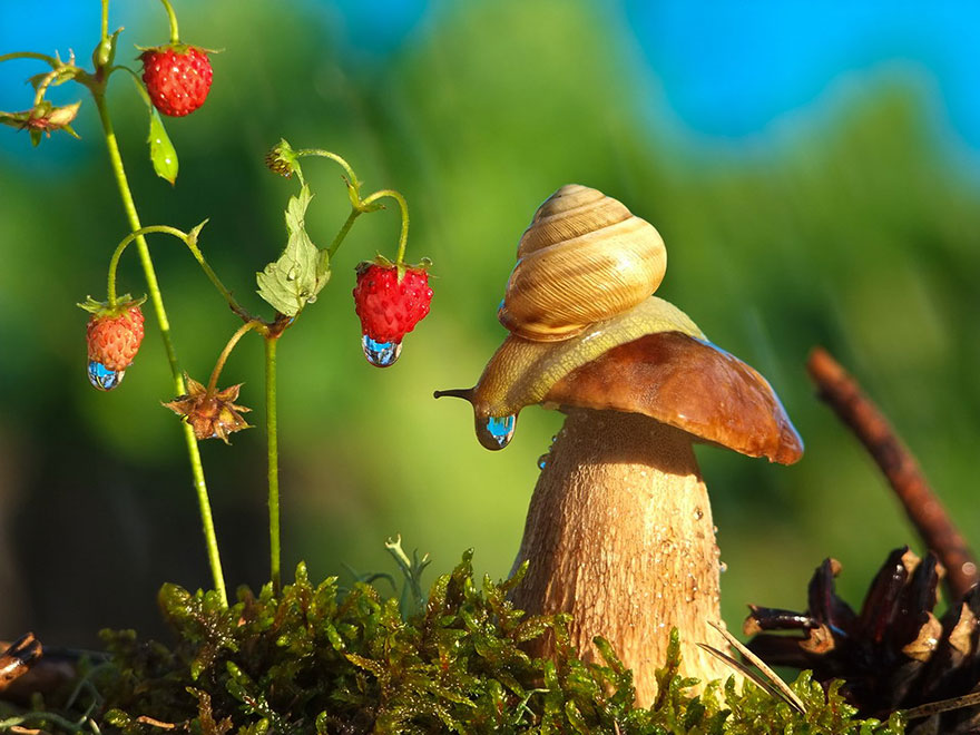 https://static.boredpanda.com/blog/wp-content/uploads/2014/04/macro-photography-vyacheslav-mishchenko-10.jpg