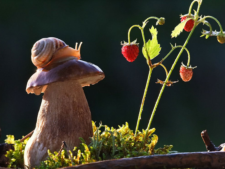 https://static.boredpanda.com/blog/wp-content/uploads/2014/04/macro-photography-vyacheslav-mishchenko-14.jpg
