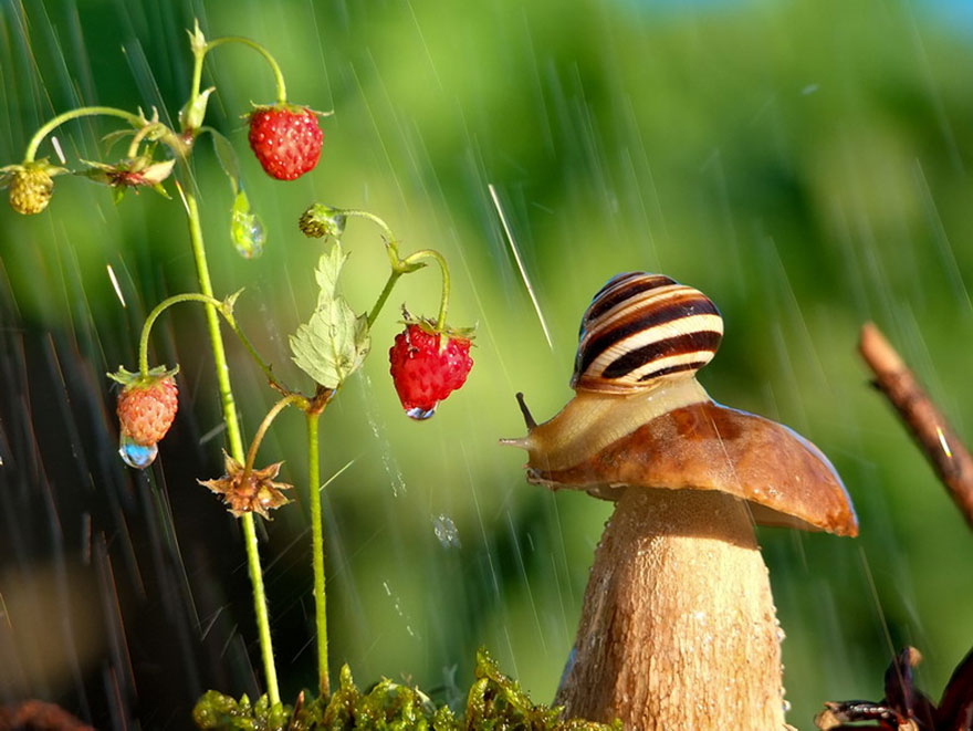 https://static.boredpanda.com/blog/wp-content/uploads/2014/04/macro-photography-vyacheslav-mishchenko-15.jpg