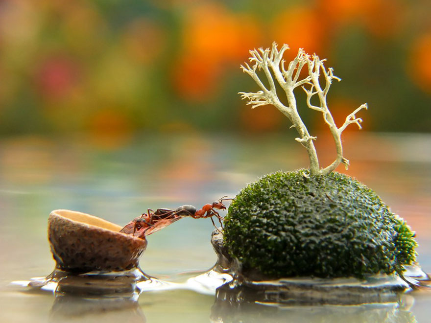 https://static.boredpanda.com/blog/wp-content/uploads/2014/04/macro-photography-vyacheslav-mishchenko-16.jpg