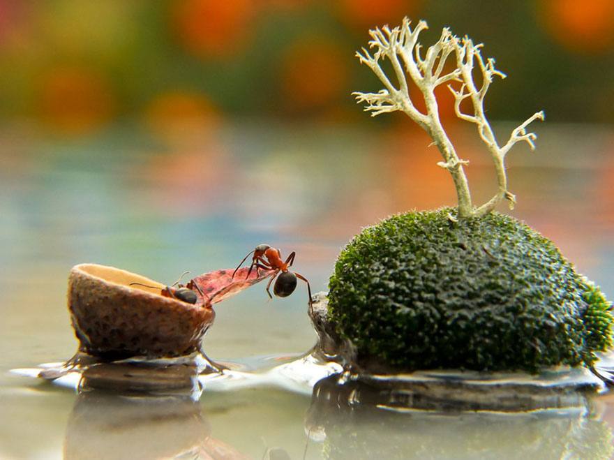 https://static.boredpanda.com/blog/wp-content/uploads/2014/04/macro-photography-vyacheslav-mishchenko-17.jpg