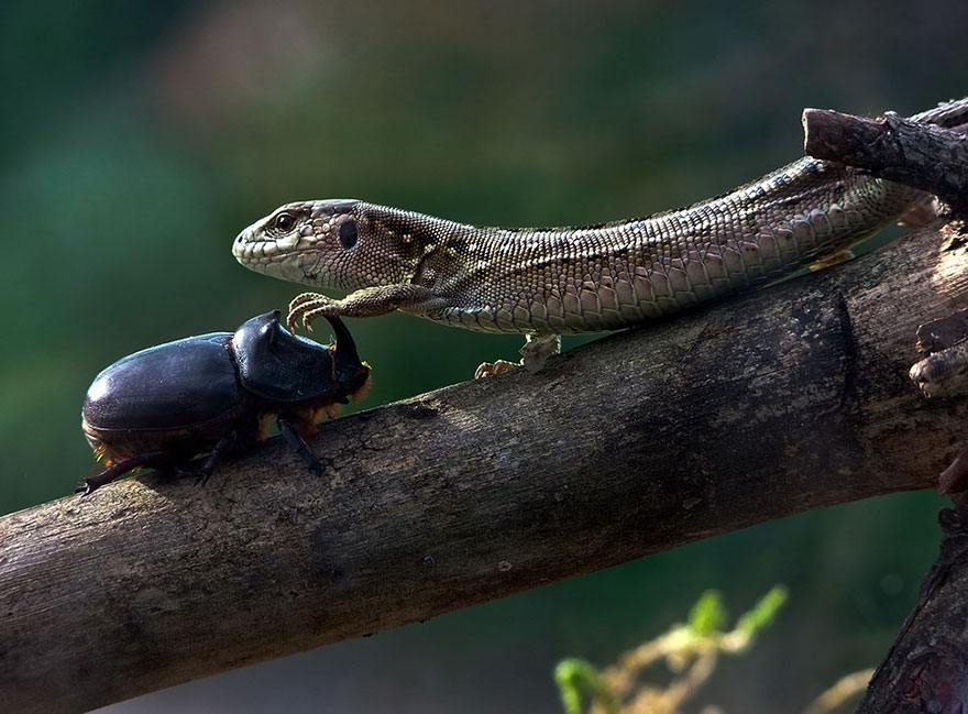 https://static.boredpanda.com/blog/wp-content/uploads/2014/04/macro-photography-vyacheslav-mishchenko-18.jpg