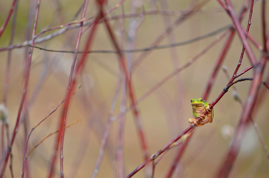 https://static.boredpanda.com/blog/wp-content/uploads/2014/04/macro-photography-vyacheslav-mishchenko-21.jpg