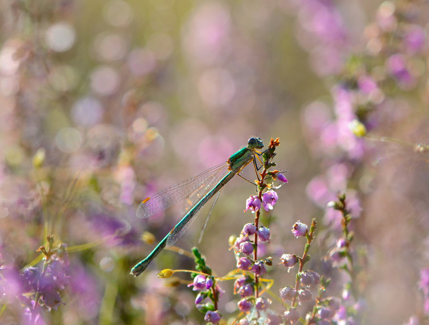 https://static.boredpanda.com/blog/wp-content/uploads/2014/04/macro-photography-vyacheslav-mishchenko-22.jpg