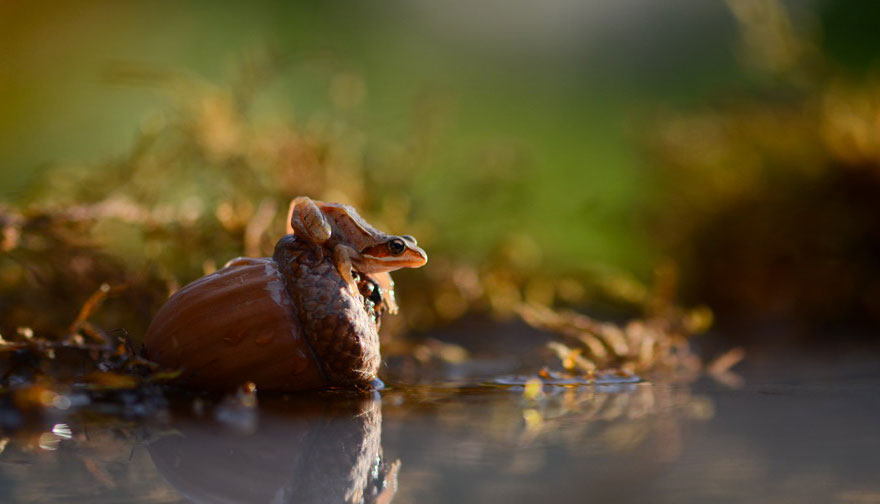 https://static.boredpanda.com/blog/wp-content/uploads/2014/04/macro-photography-vyacheslav-mishchenko-24.jpg