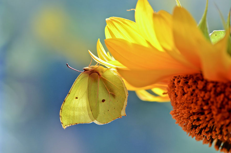 https://static.boredpanda.com/blog/wp-content/uploads/2014/04/macro-photography-vyacheslav-mishchenko-26.jpg