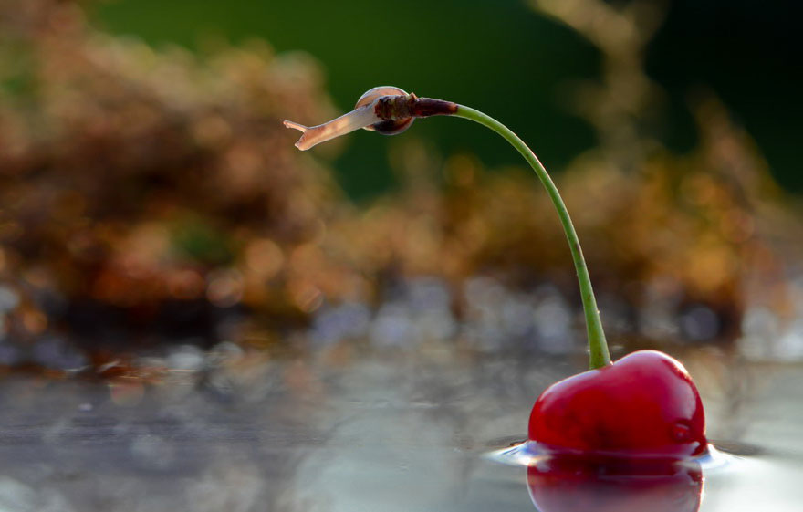 https://static.boredpanda.com/blog/wp-content/uploads/2014/04/macro-photography-vyacheslav-mishchenko-27.jpg