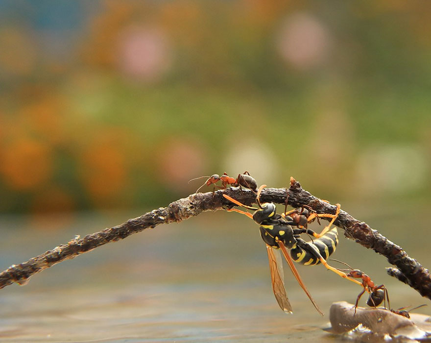 https://static.boredpanda.com/blog/wp-content/uploads/2014/04/macro-photography-vyacheslav-mishchenko-29.jpg