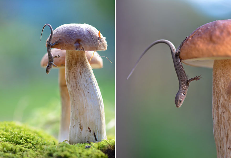 https://static.boredpanda.com/blog/wp-content/uploads/2014/04/macro-photography-vyacheslav-mishchenko-3.jpg