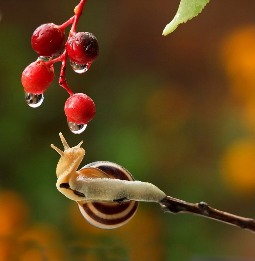https://static.boredpanda.com/blog/wp-content/uploads/2014/04/macro-photography-vyacheslav-mishchenko-30.jpg