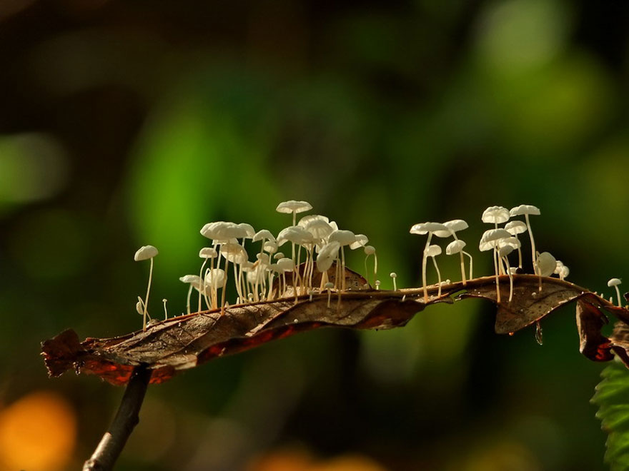 https://static.boredpanda.com/blog/wp-content/uploads/2014/04/macro-photography-vyacheslav-mishchenko-33.jpg