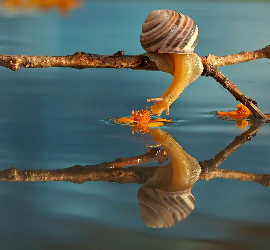 A Magical Miniature World Of Snails By Vyacheslav Mishchenko