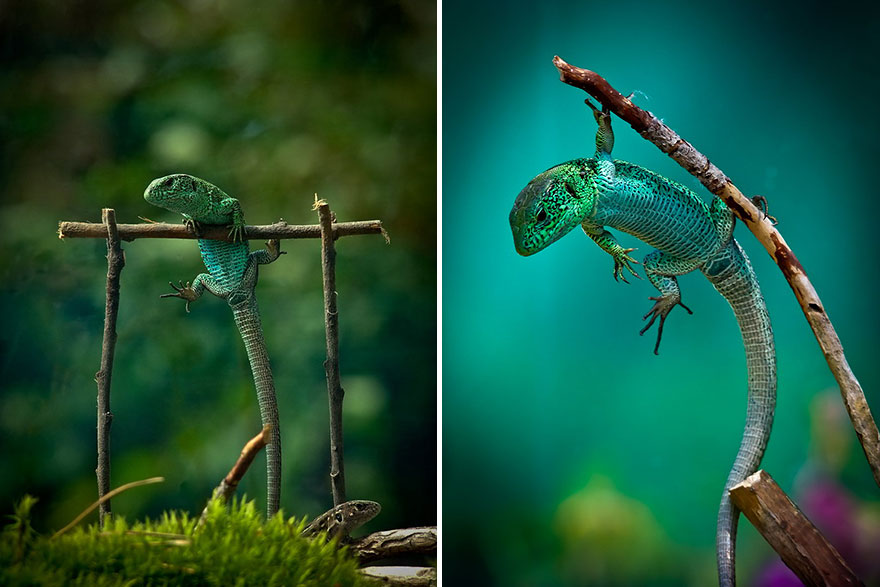 https://static.boredpanda.com/blog/wp-content/uploads/2014/04/macro-photography-vyacheslav-mishchenko-8.jpg
