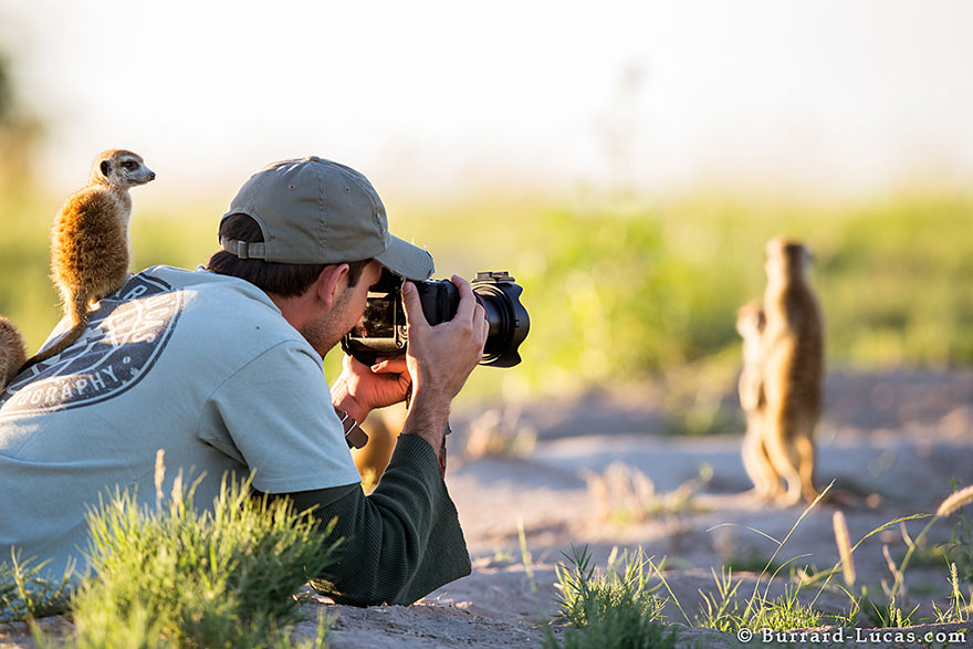 meerkats-human-lookout-post-photography-will-burrard-lucas-1