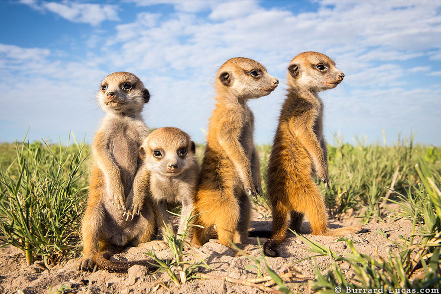 meerkats-human-lookout-post-photography-will-burrard-lucas-5