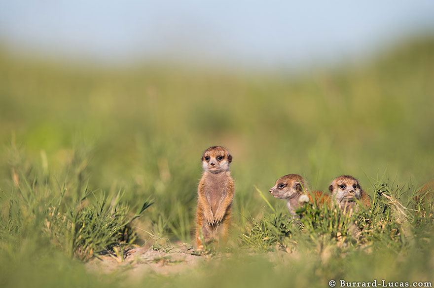 meerkats-human-lookout-post-photography-will-burrard-lucas-8