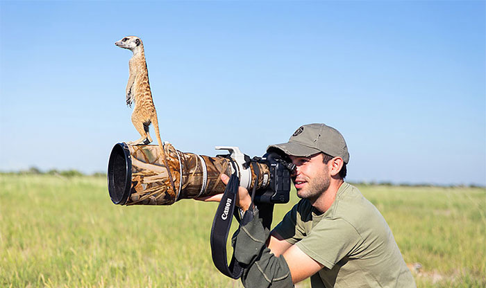Photographer Became A Handy Lookout Post For Cute Meerkats