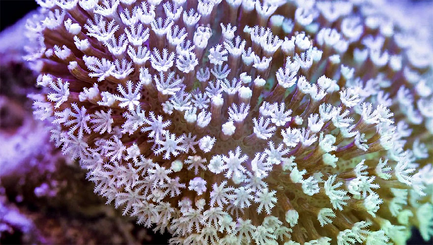 Slow Life: Hypnotizing Macro Timelapse Of Exotic Corals Made With 150,000 Photos