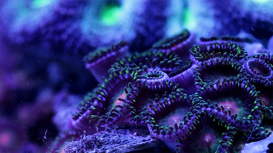 Slow Life: Hypnotizing Macro Timelapse Of Exotic Corals Made With 150,000 Photos