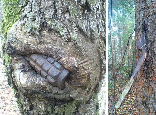 World War II Equipment Swallowed By Trees In Russia