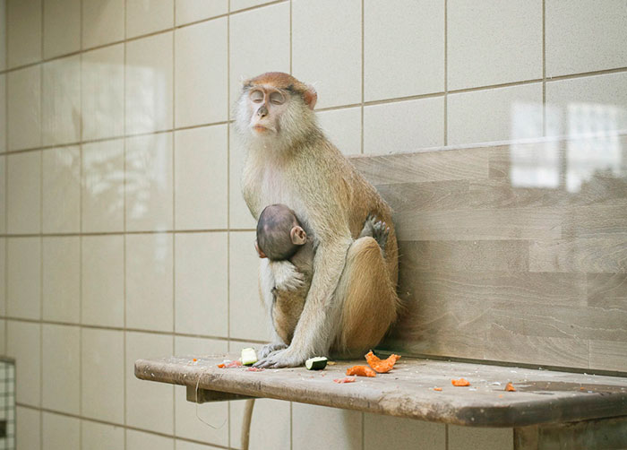 Lost Behind Bars: Depressing Photos Of Zoo Animals Show The Need For Change