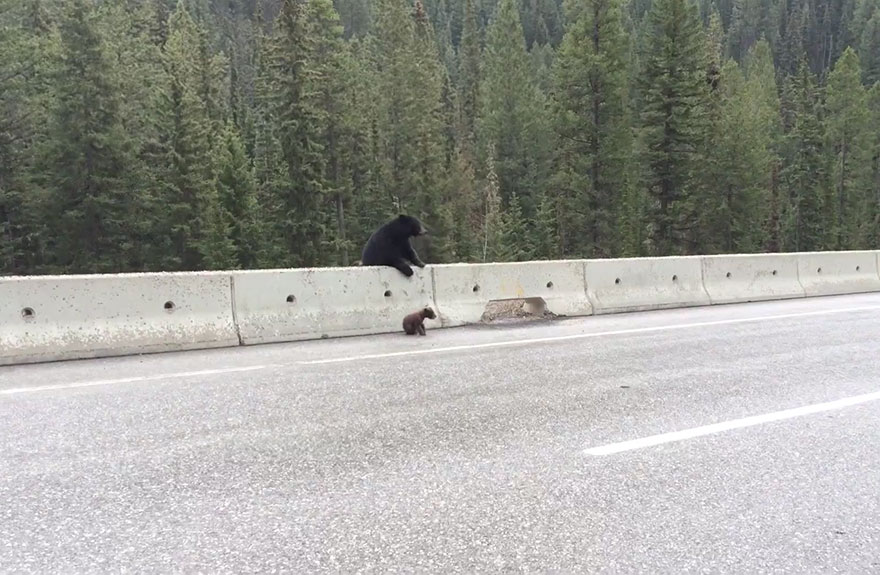 Momma Bear Rescues Her Little Cub From A Busy Highway (VIDEO)