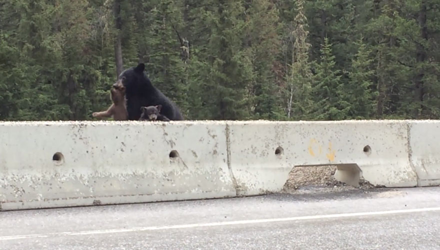 Momma Bear Rescues Her Little Cub From A Busy Highway (VIDEO)
