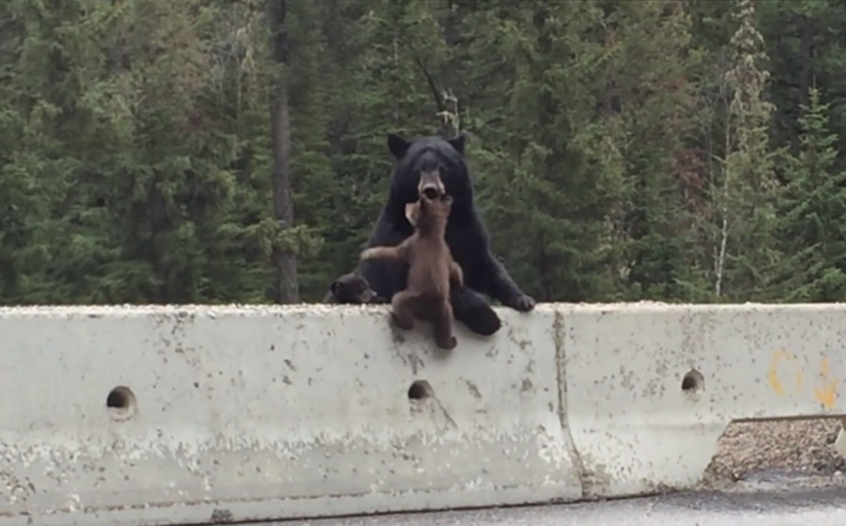 Momma Bear Rescues Her Little Cub From A Busy Highway (VIDEO) | Bored Panda