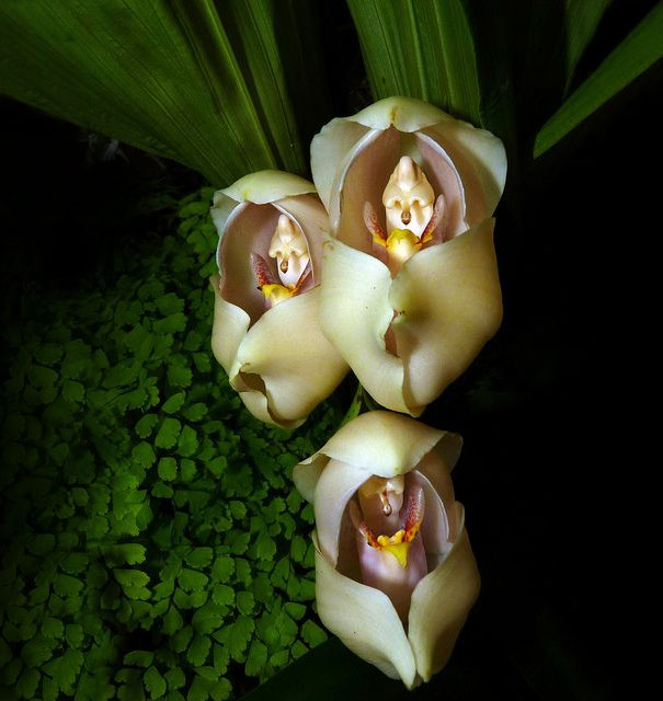 flowers-look-like-animals-people-monkeys-orchids-pareidolia-3
