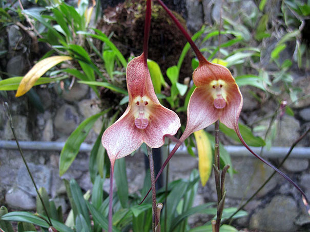 flowers-look-like-animals-people-monkeys-orchids-pareidolia-5
