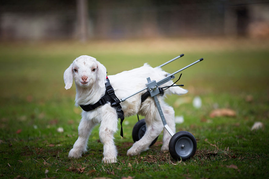 frostie-snow-goat-wheelchair-edgars-mission-2