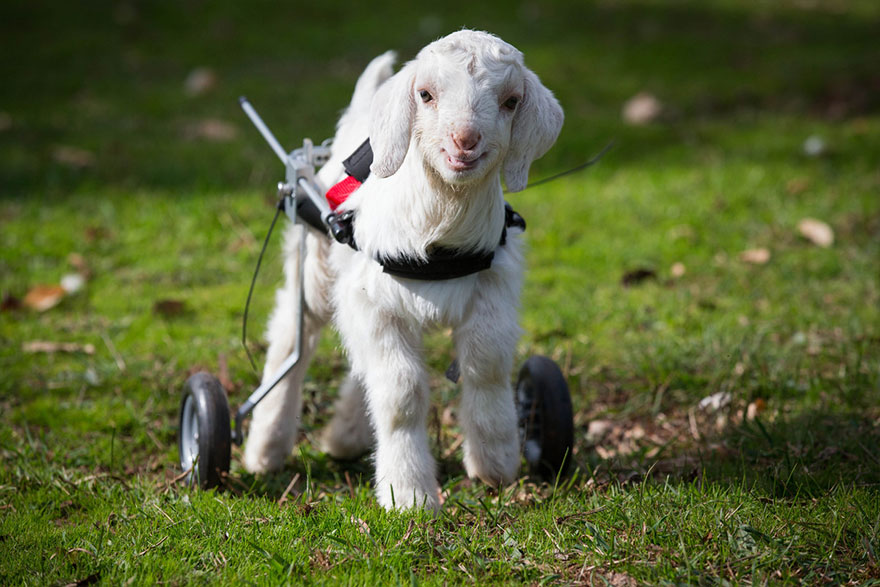 Frostie The Adorable Baby Goat Takes First Steps With Tiny Wheelchair