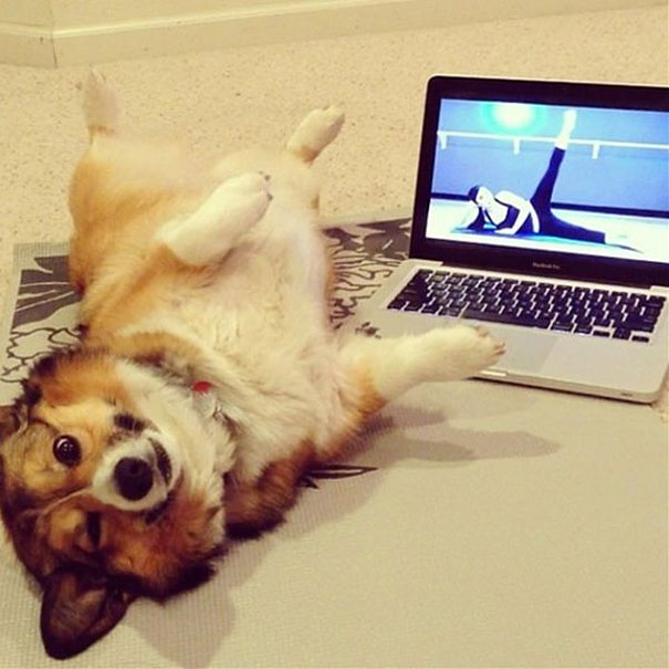 These 25 Animals Will Teach You How To Do Yoga