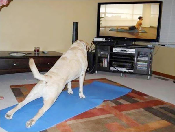 These 25 Animals Will Teach You How To Do Yoga