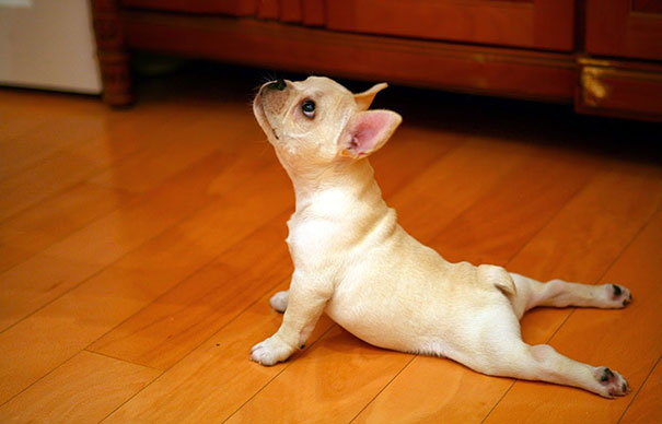 These 25 Animals Will Teach You How To Do Yoga | Bored Panda