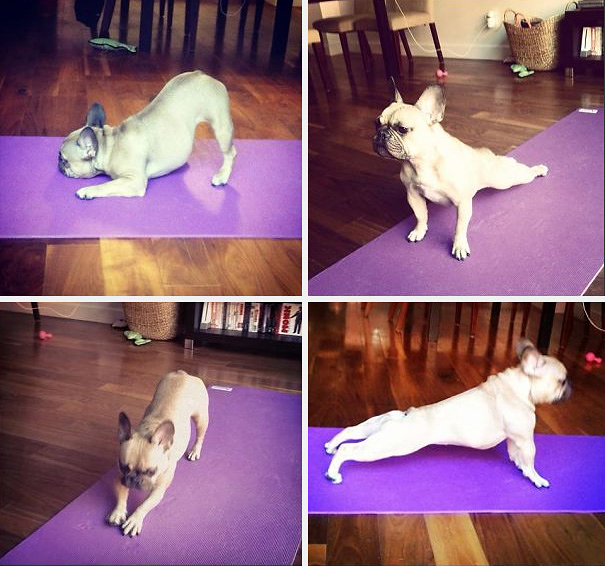 funny-animals-doing-yoga-3