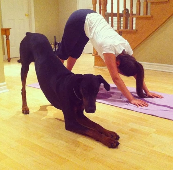 funny-animals-doing-yoga-30