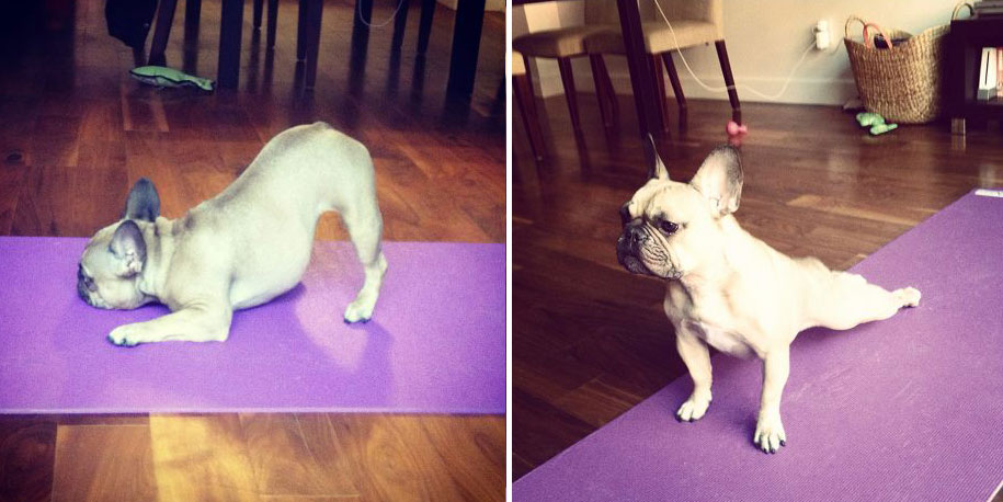 These 25 Animals Will Teach You How To Do Yoga | Bored Panda
