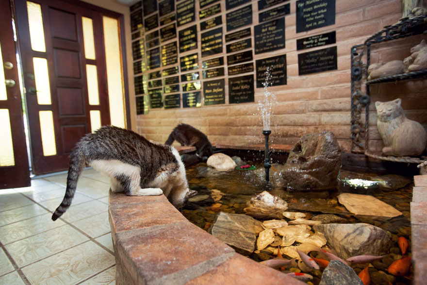 The World's Largest No-Kill Cat Sanctuary Has Saved Over 24000 Furballs