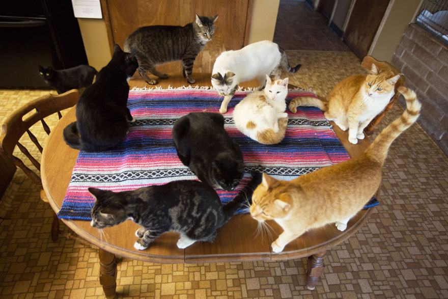 The World's Largest No-Kill Cat Sanctuary Has Saved Over 24000 Furballs