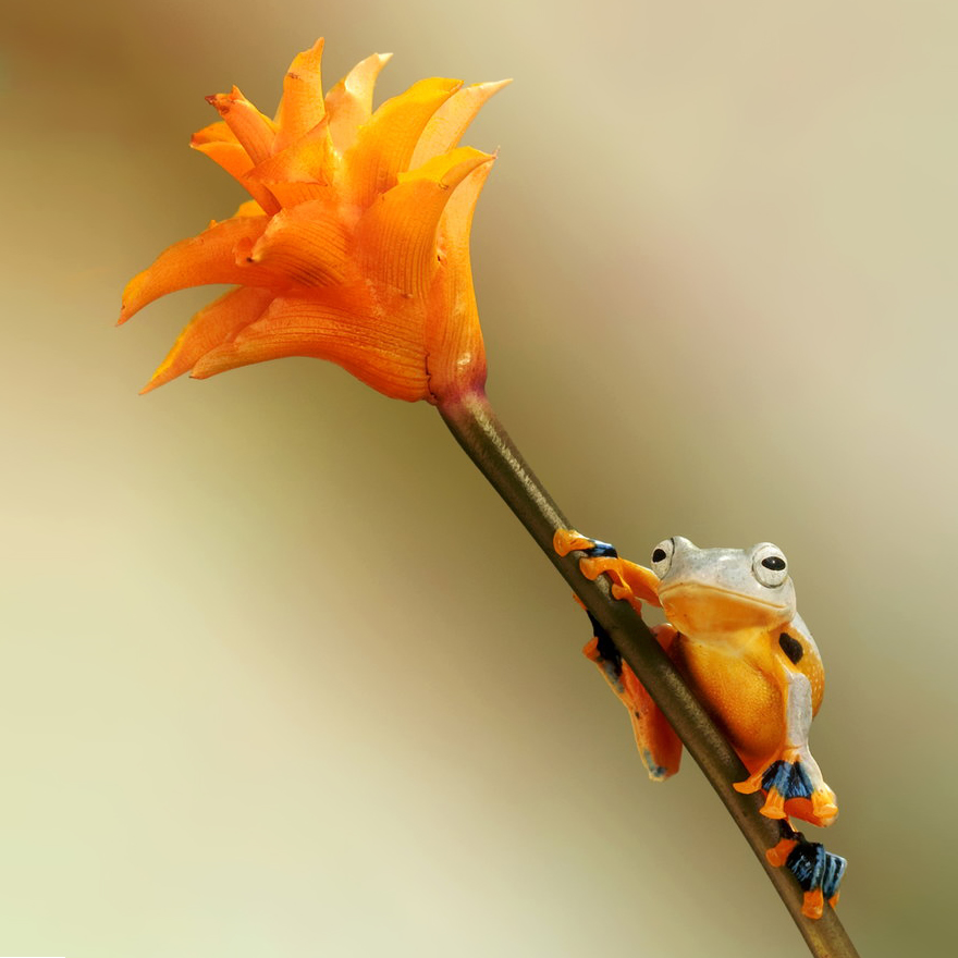 A Magical Miniature World Of Frogs Revealed In Wil Mijer's Photography