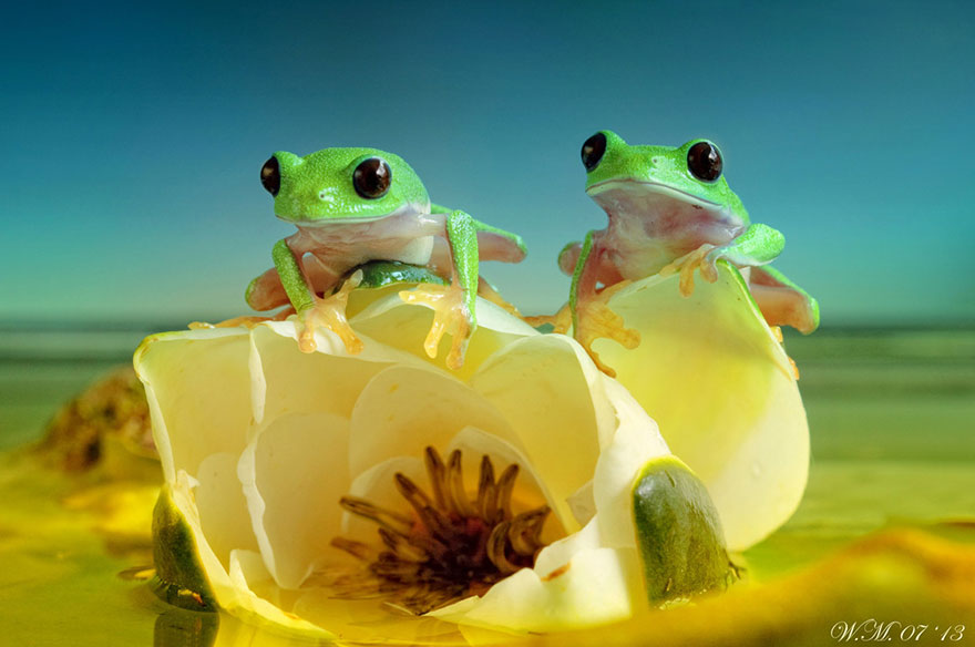 macro-frogs-wil-mijer-15