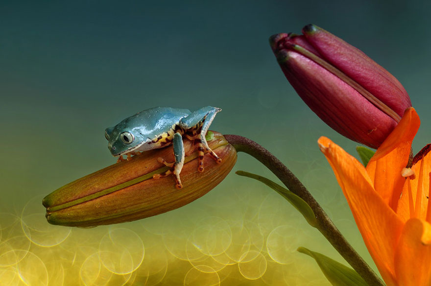 A Magical Miniature World Of Frogs Revealed In Wil Mijer's Photography