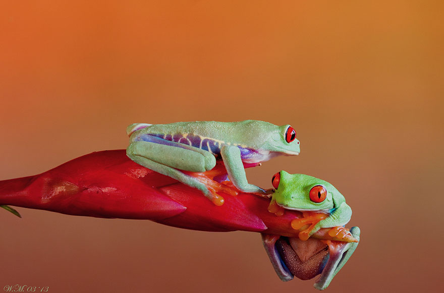 macro-frogs-wil-mijer-8