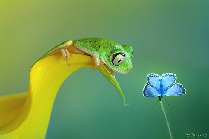 A Magical Miniature World Of Frogs Revealed In Wil Mijer’s Photography