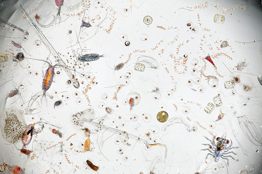 This Is How A Single Drop Of Seawater Looks Magnified 25 Times
